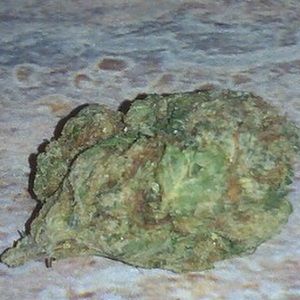 Meet your Posher, Will